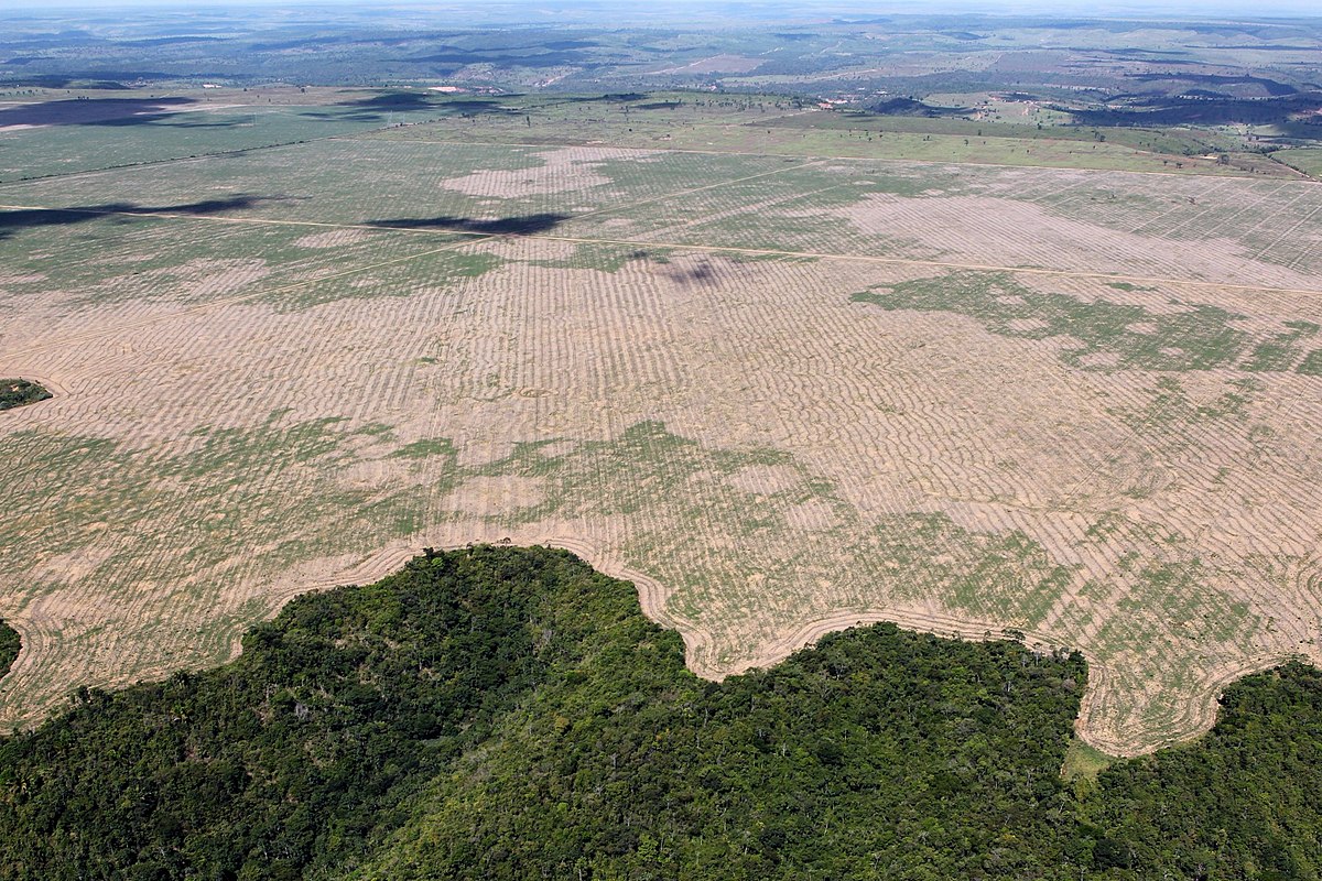 Son 1 yılda Londra'nın 5 katı büyüklüğünde Amazon yağmur ormanı yok edildi