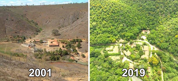 Milyonlarca ağaç dikerek yok olan ormanı yeniden yarattılar