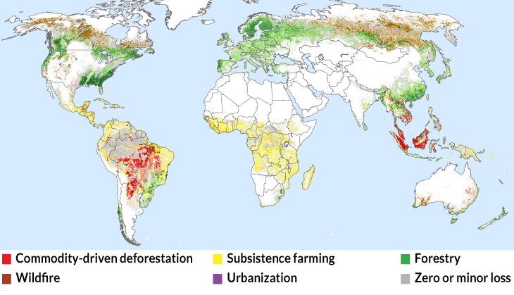 Yeni harita küresel orman kaybının nedenlerini ortaya koyuyor