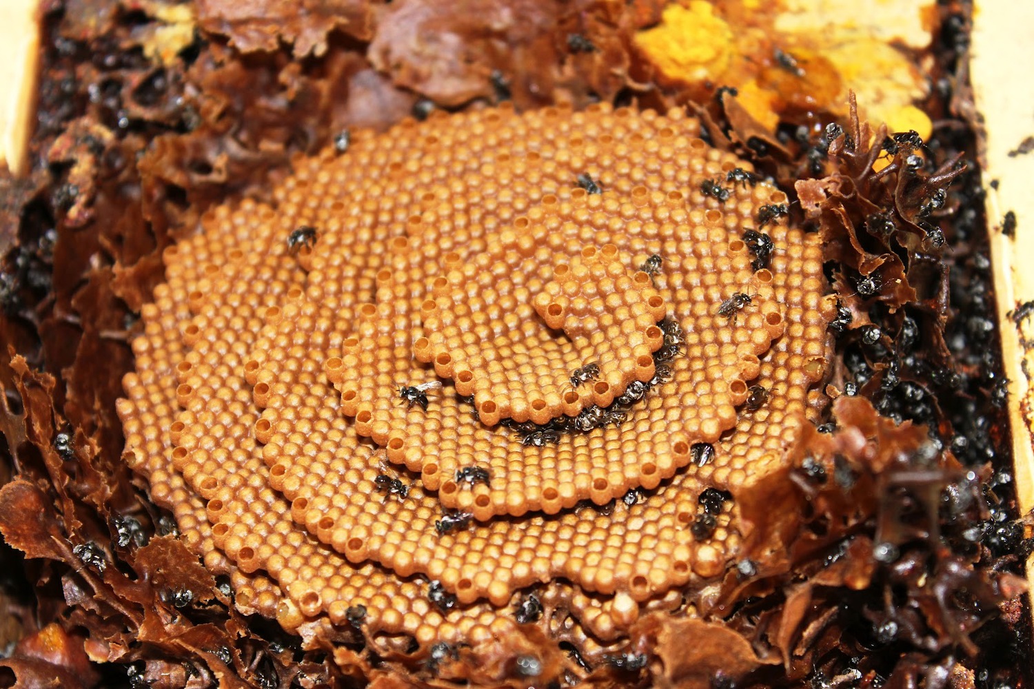 Bu arılar neden spiral kovan inşa ediyorlar?