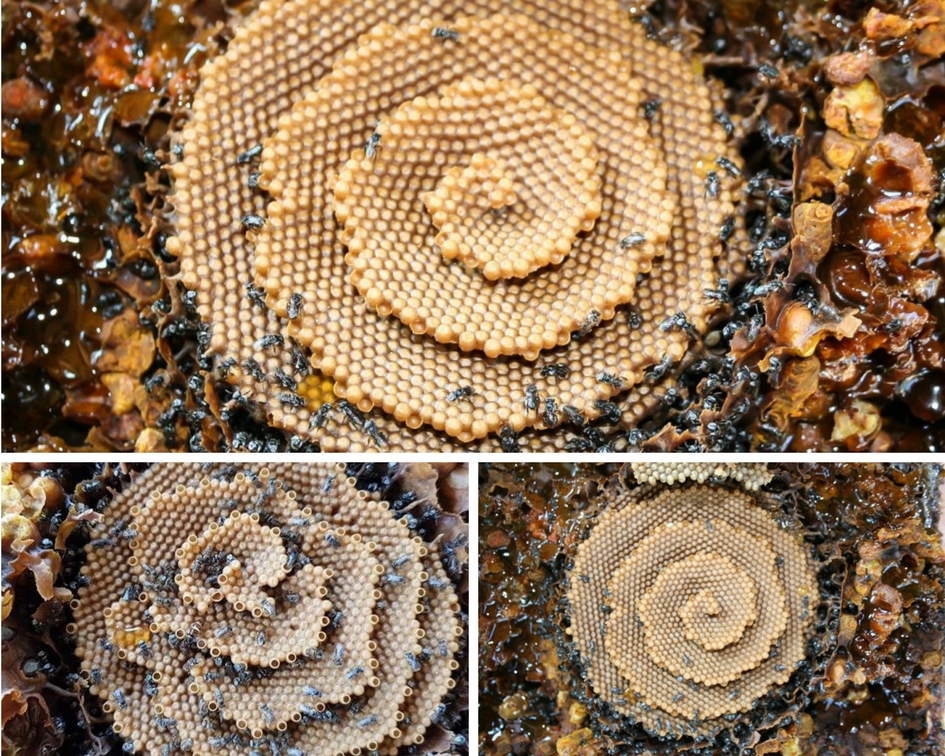 Bu arılar neden spiral kovan inşa ediyorlar?