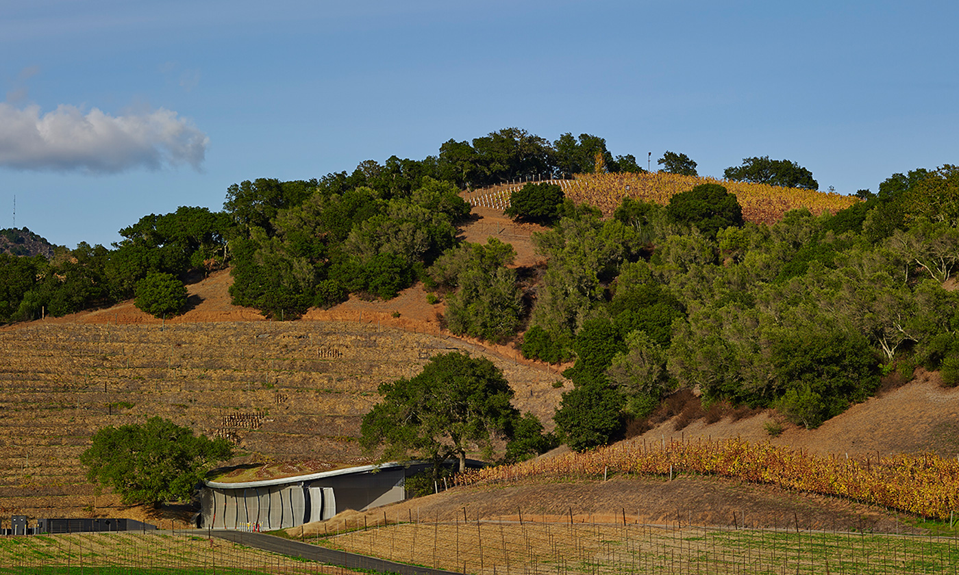 Yeşil çatılı şarap üretim tesisi elektriğini güneş enerjisinden sağlıyor