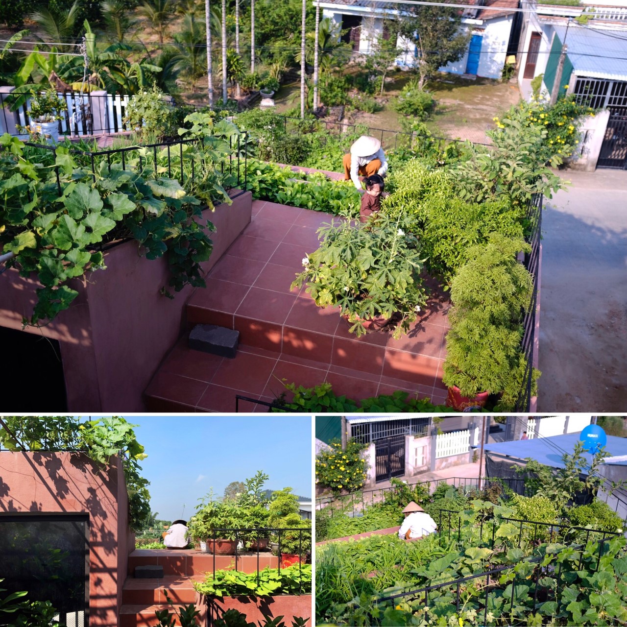 Kırmızı evin basamaklı çatısında sebze bahçesi var