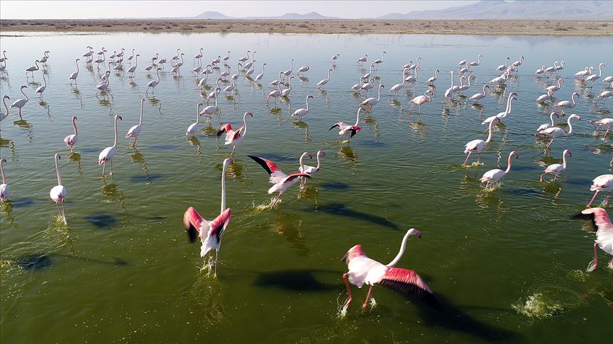 Flamingoların doğal yaşam alanı Akgöl 