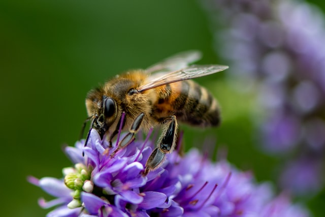 Arılar ve kelebekler için şehir bahçeleri neden önemli?