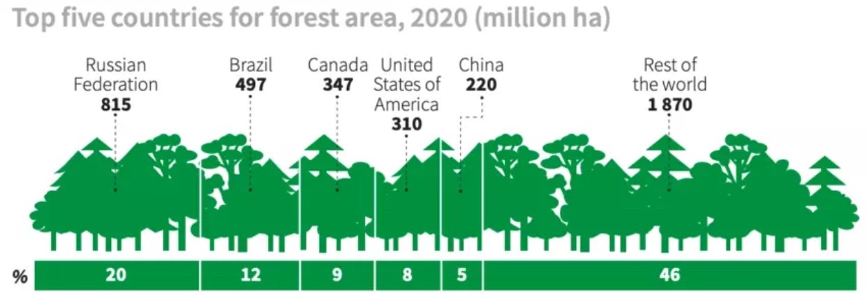 Dünyadaki ormanların yarısından fazlası bu 5 ülkede