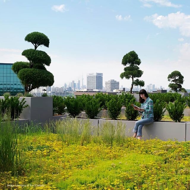 Yeşil çatıların 6 çevresel faydası