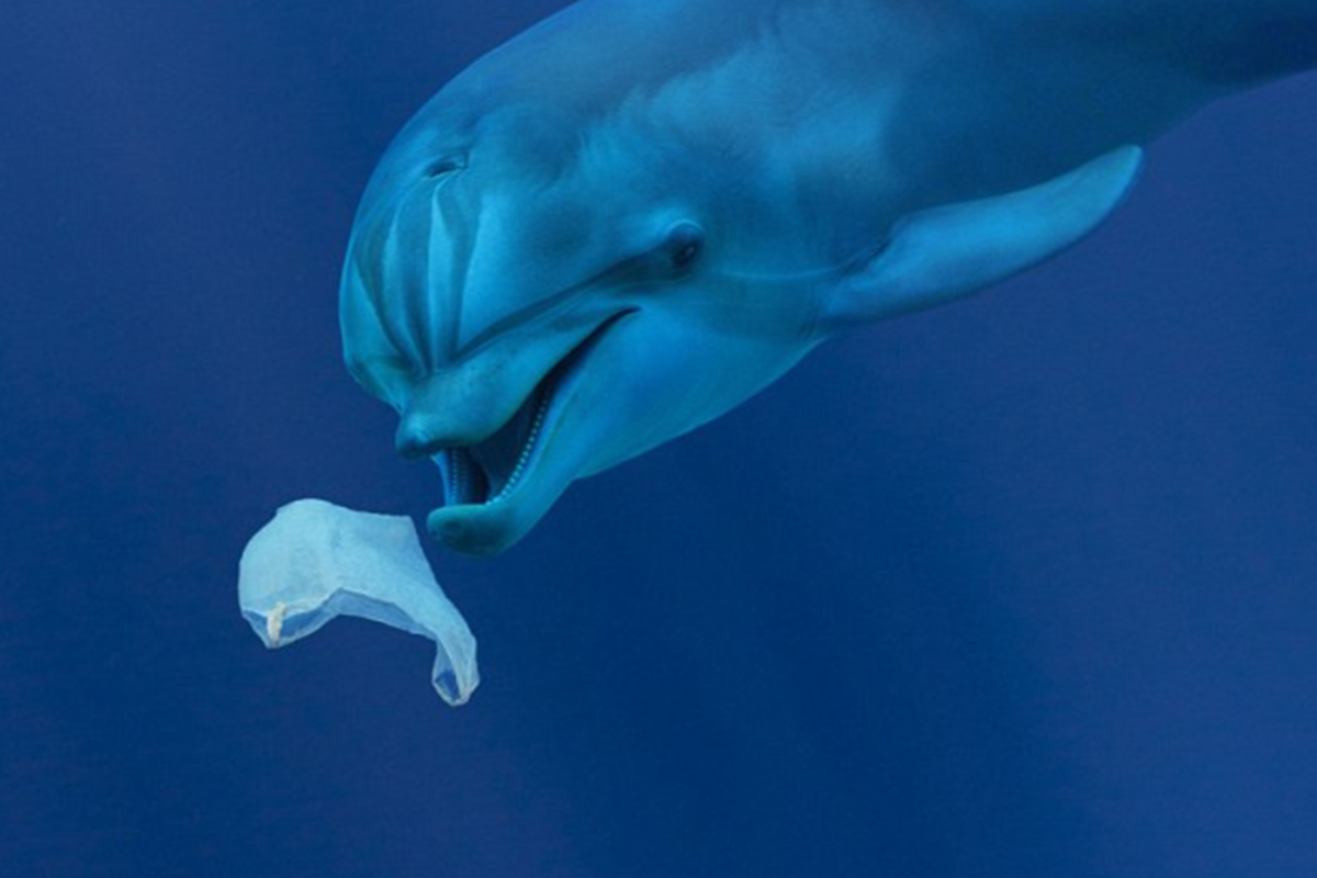 Plastik Atıkları Durdurmak İçin 2 Milyon Dolar Ödül