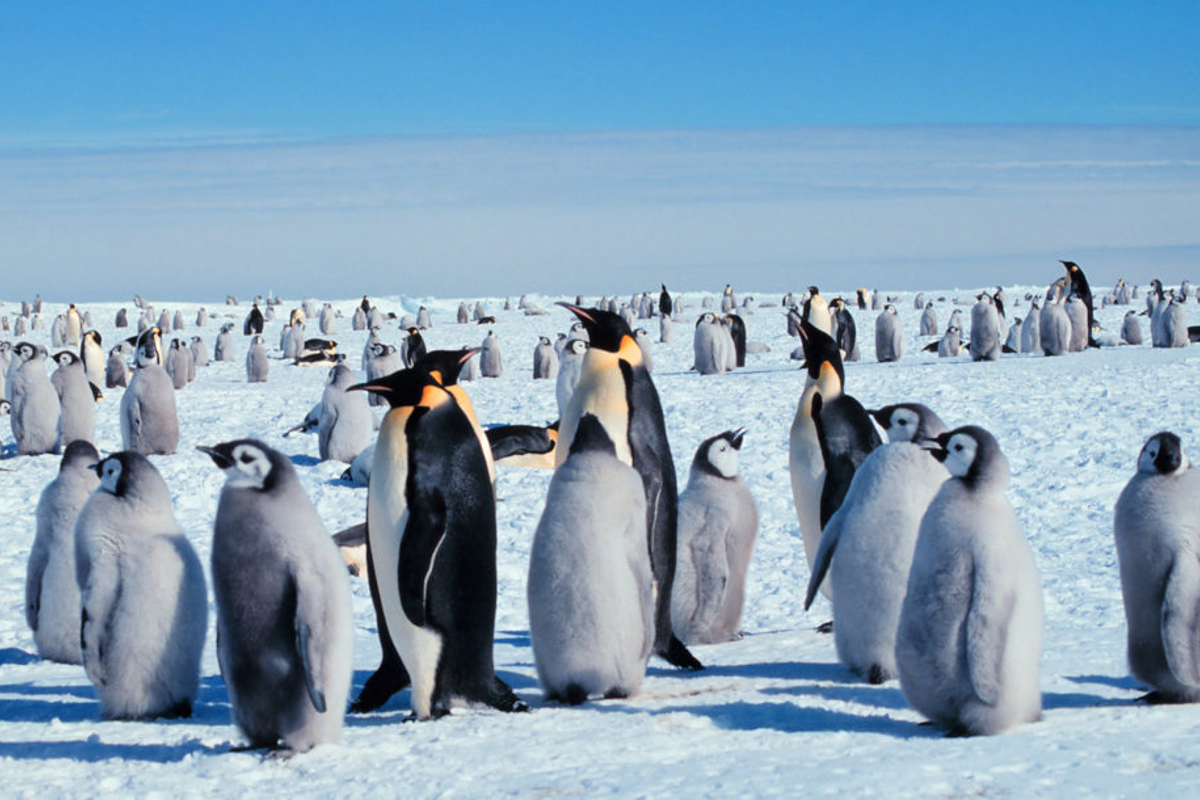 Antarktika’daki Ross Denizi Korumaya Alındı