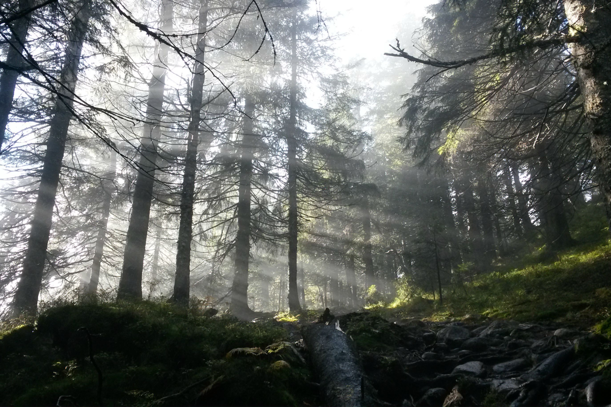 Norveç Ormanlarını Nasıl Yeniden Yarattı?