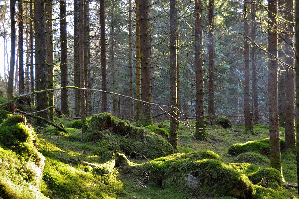 Norveç Ormanlarını Nasıl Yeniden Yarattı?
