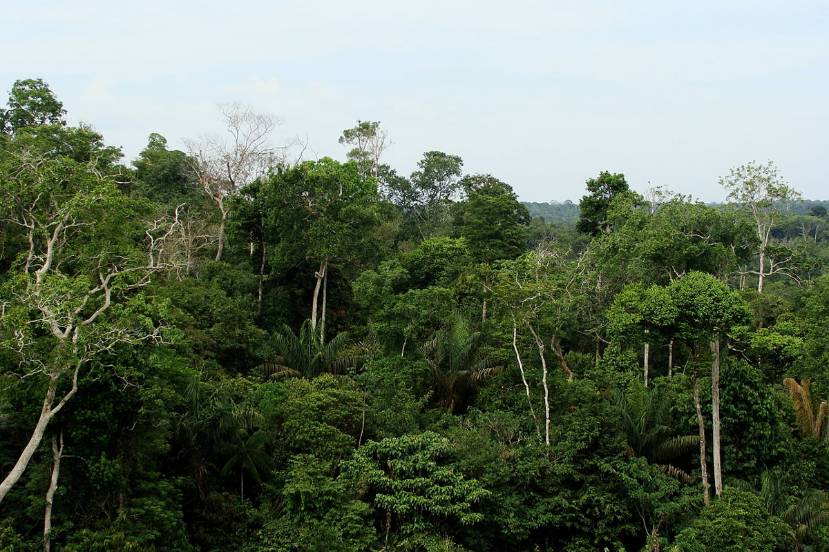 Kuraklık  Yağmur Ormanlarında Önce Uzun Ağaçları Öldürüyor